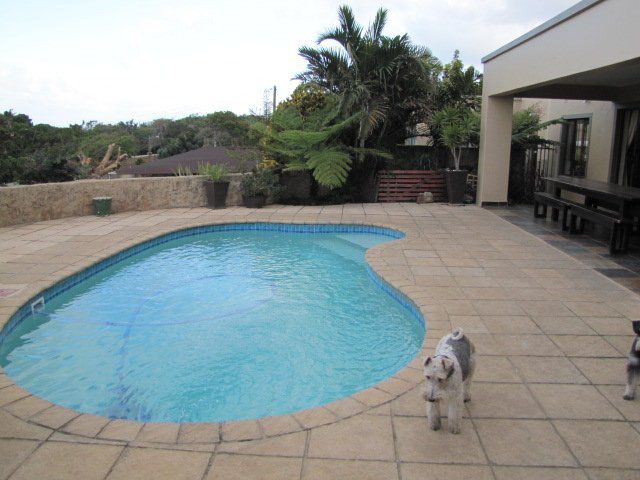 Suzy S Place North Sand Bluff Port Edward Kwazulu Natal South Africa Dog, Mammal, Animal, Pet, Palm Tree, Plant, Nature, Wood, Garden, Swimming Pool