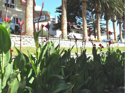 Swakopmund Luxury Suites, Flag, Palm Tree, Plant, Nature, Wood