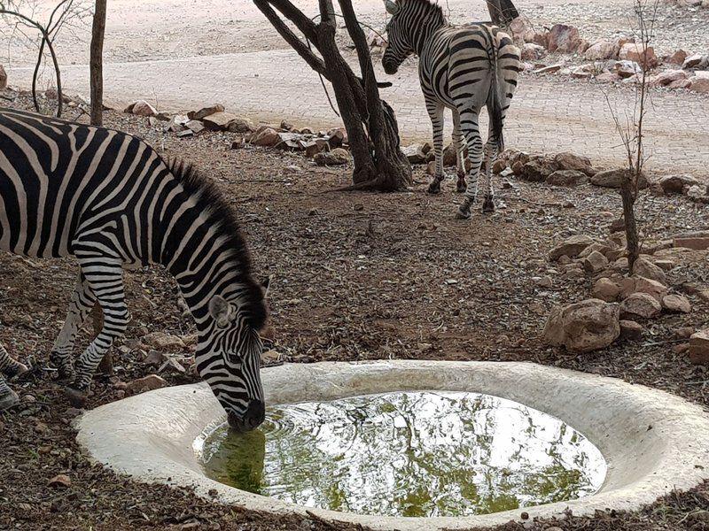 Swartwitpens 2694 Marloth Park Marloth Park Mpumalanga South Africa Zebra, Mammal, Animal, Herbivore