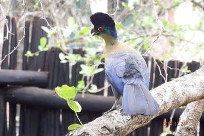 Swartwitpens 2694 Marloth Park Marloth Park Mpumalanga South Africa Kingfisher, Bird, Animal