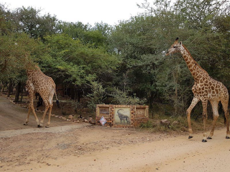 Swartwitpens 2694 Marloth Park Marloth Park Mpumalanga South Africa Giraffe, Mammal, Animal, Herbivore