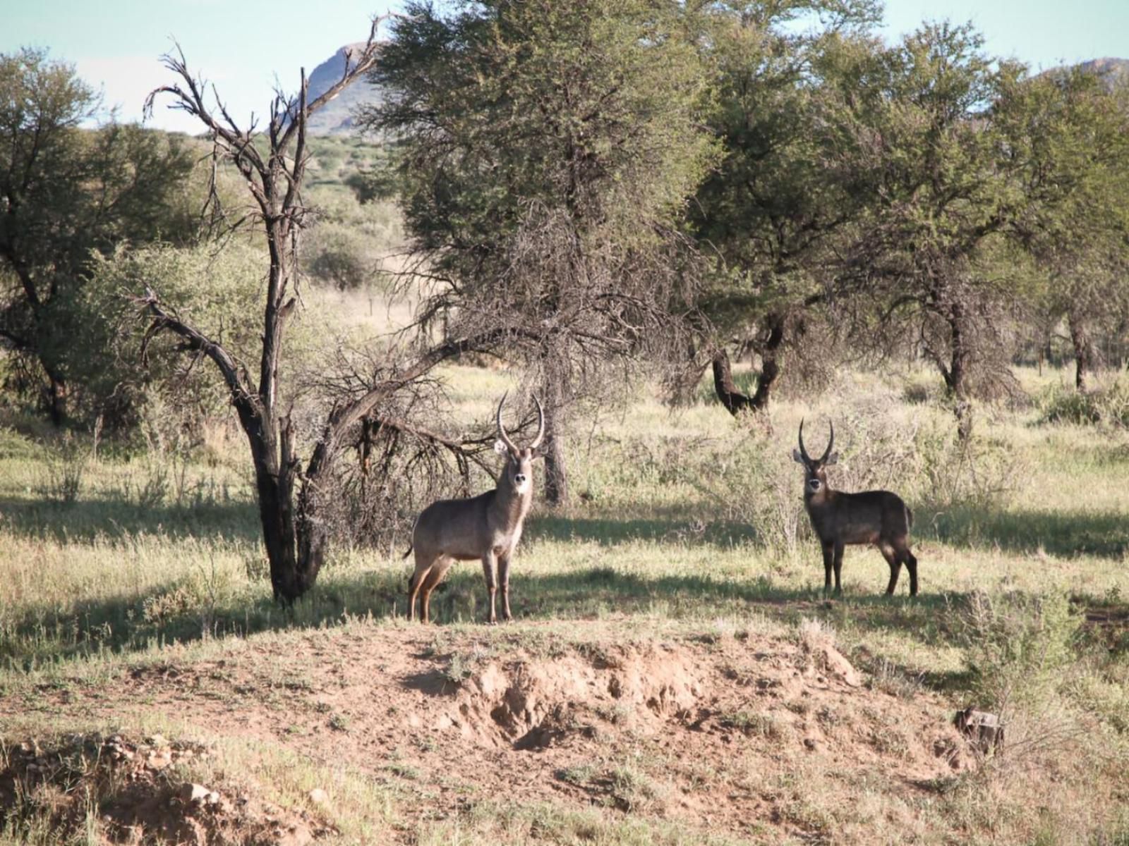 Sweet Thorn Retreat Airport Lodge, Deer, Mammal, Animal, Herbivore