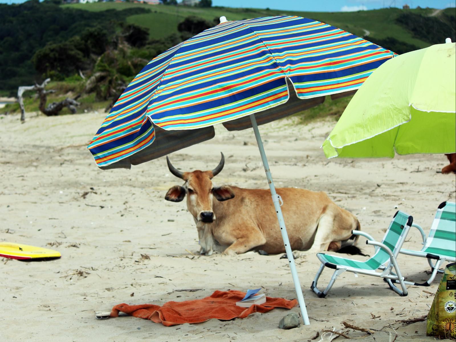 Swell Eco Lodge Mdumbi Beach Eastern Cape South Africa Beach, Nature, Sand, Animal