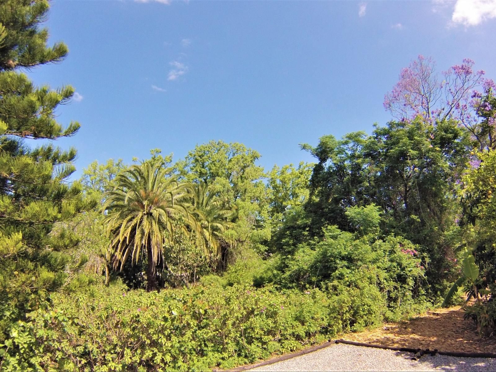 Swellendam Country Lodge Swellendam Western Cape South Africa Complementary Colors, Palm Tree, Plant, Nature, Wood, Tree, Garden