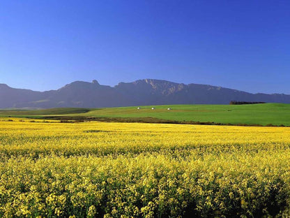 Swellengrebel Hotel Swellendam Western Cape South Africa Complementary Colors, Colorful, Field, Nature, Agriculture, Plant, Canola, Lowland