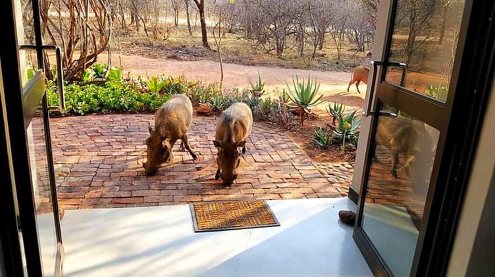 Switsongo Boutique Bed And Breakfast Hoedspruit Limpopo Province South Africa Animal