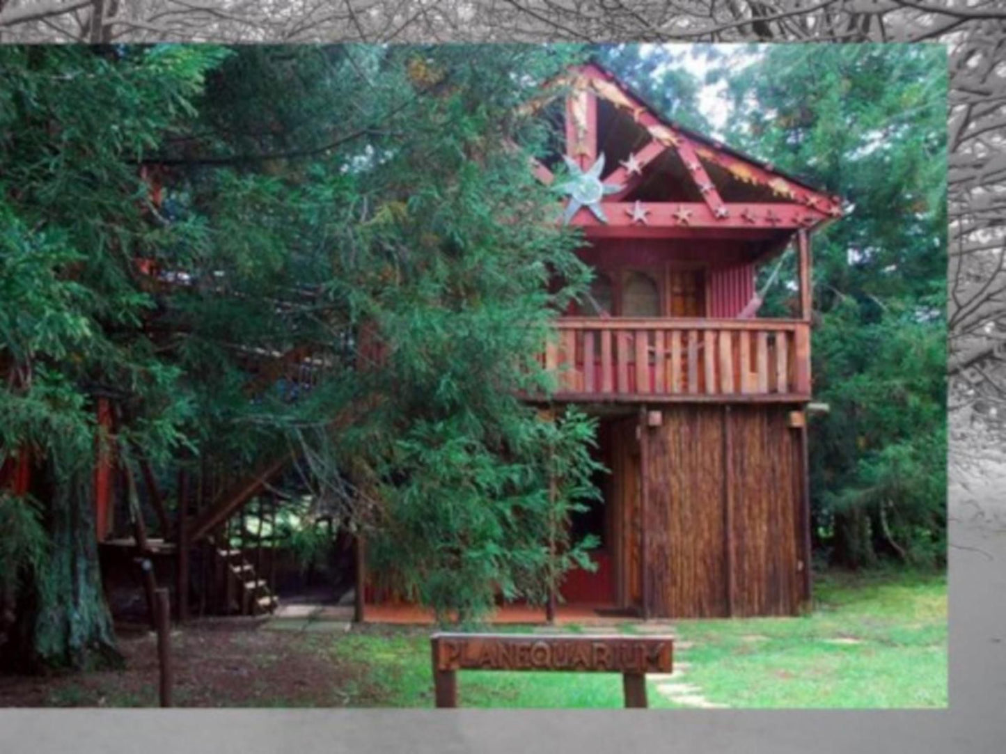 Sycamore Avenue Treehouses Mooi River Kwazulu Natal South Africa Tree, Plant, Nature, Wood