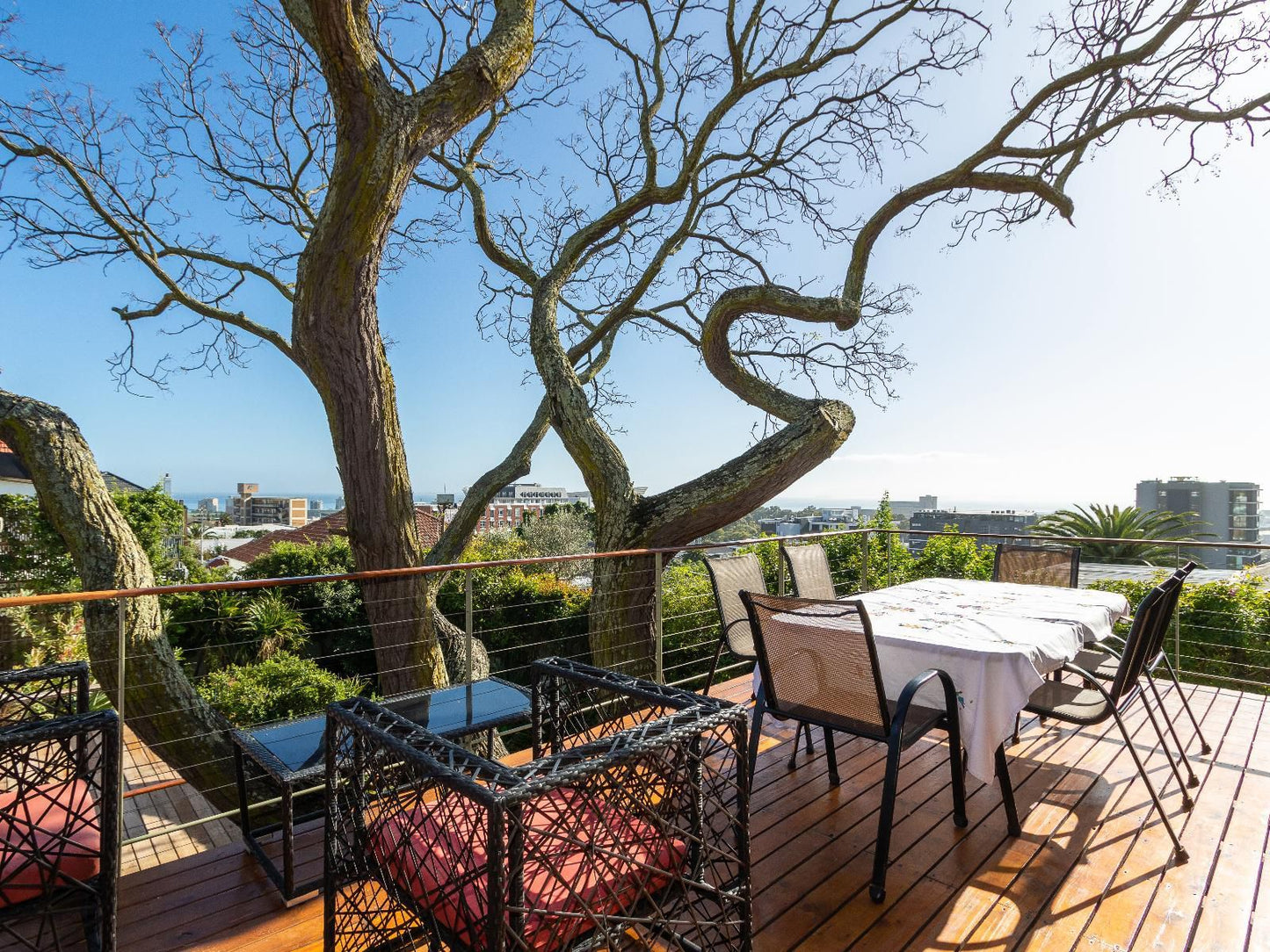 Syringa Tree Green Point Cape Town Western Cape South Africa Garden, Nature, Plant, Living Room