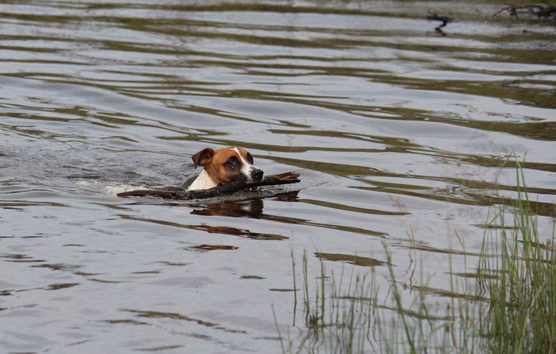 Syringa Sands Rest Camp Rankins Pass Limpopo Province South Africa Unsaturated, Duck, Bird, Animal, Dog, Mammal, Pet