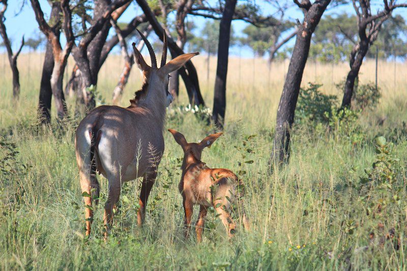 Syringa Sands Rest Camp Rankins Pass Limpopo Province South Africa Animal