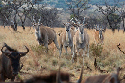 Syringa Sands Forest Cottage Vaalwater Limpopo Province South Africa Animal