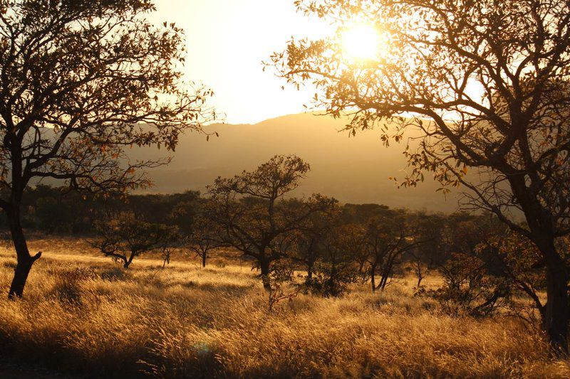 Syringa Sands Forest Cottage Vaalwater Limpopo Province South Africa Tree, Plant, Nature, Wood, Sunset, Sky