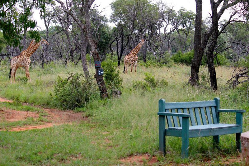 Syringa Sands Forest Cottage Vaalwater Limpopo Province South Africa Giraffe, Mammal, Animal, Herbivore