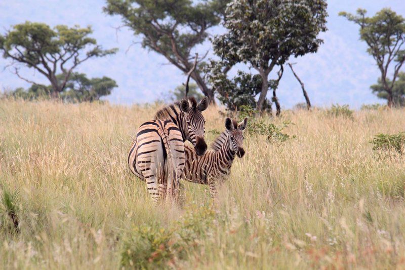 Syringa Sands Forest Cottage Vaalwater Limpopo Province South Africa Complementary Colors, Zebra, Mammal, Animal, Herbivore