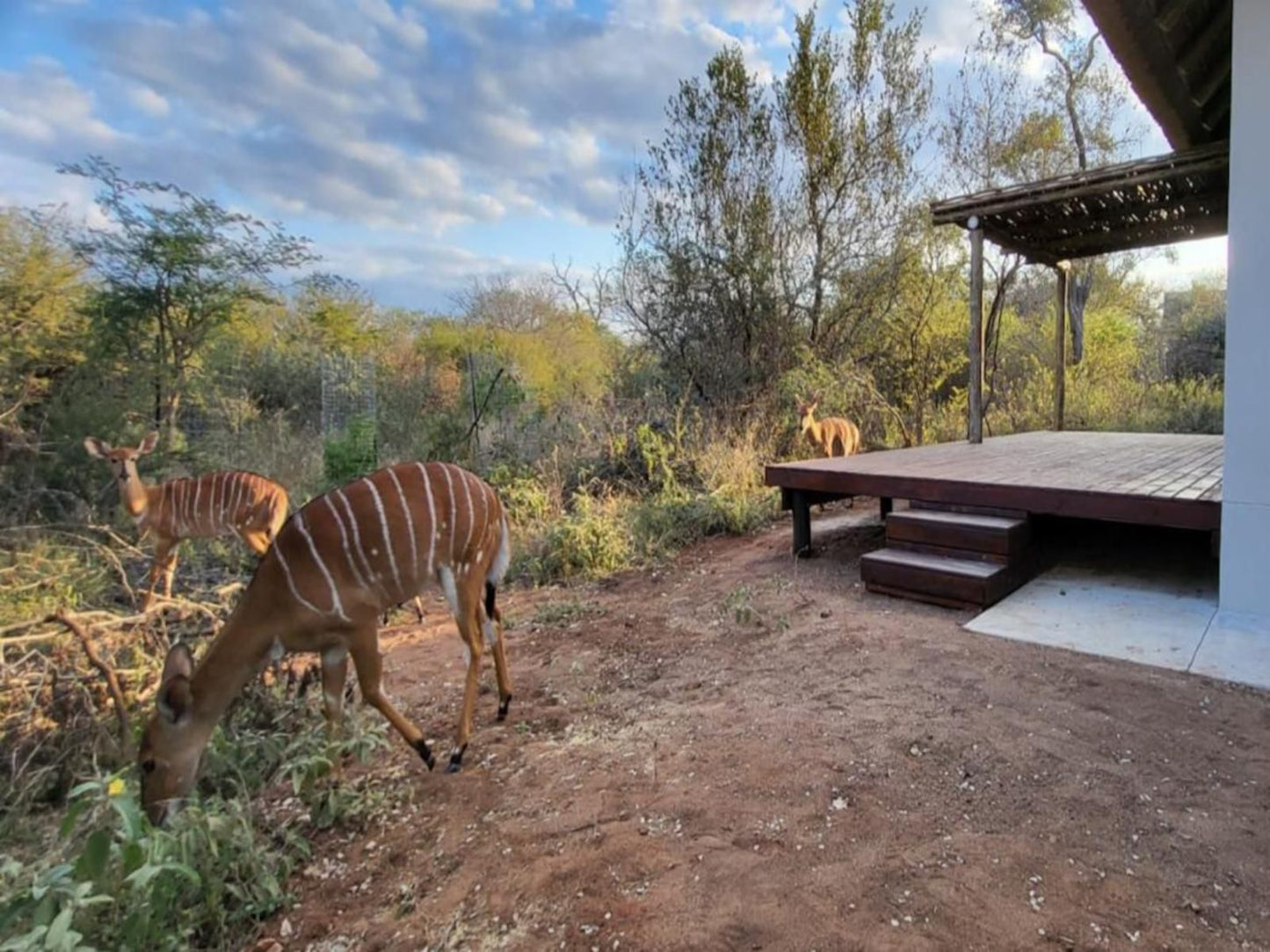 Taaibos Bush Lodge, Animal