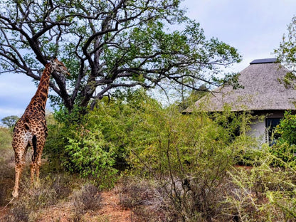 Taaibos Bush Lodge