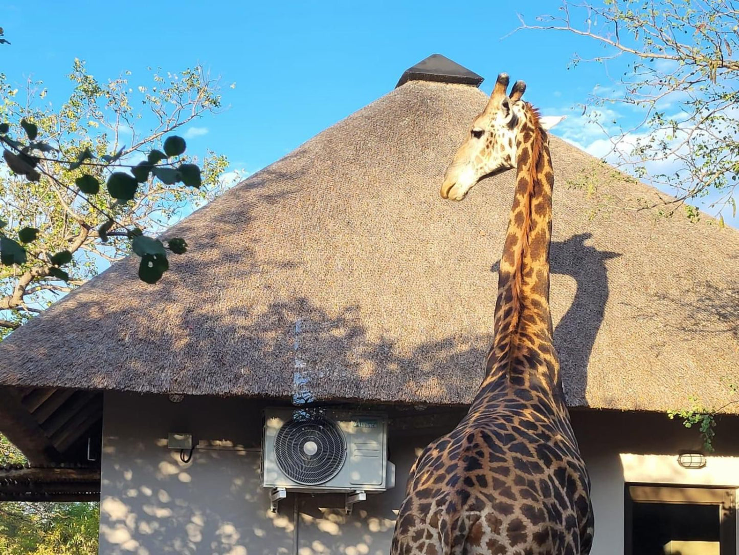 Taaibos Bush Lodge, Giraffe, Mammal, Animal, Herbivore