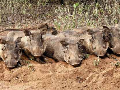 Taaibos Bush Lodge, Sepia Tones, Boar, Mammal, Animal, Herbivore