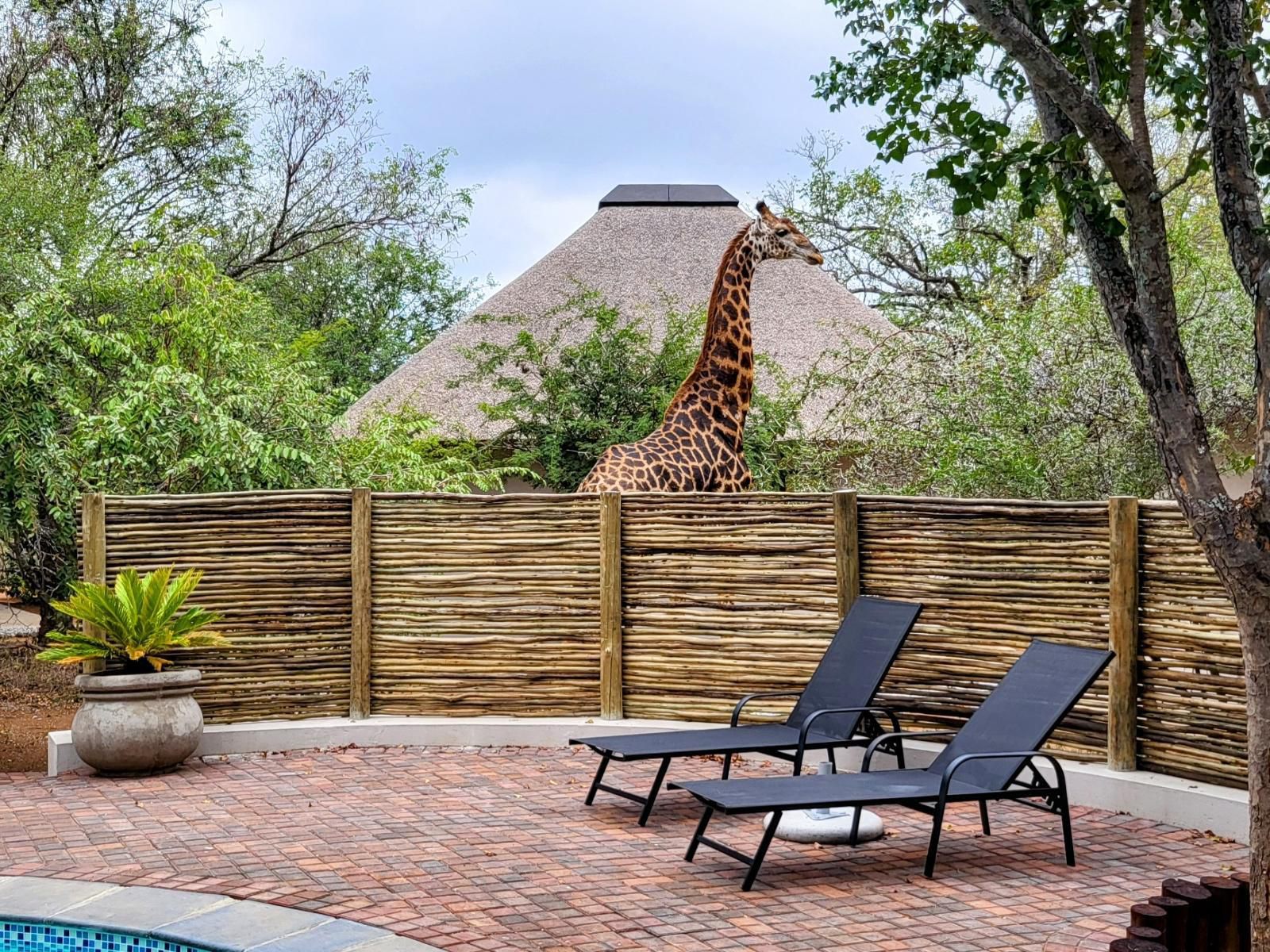 Taaibos Bush Lodge, Giraffe, Mammal, Animal, Herbivore