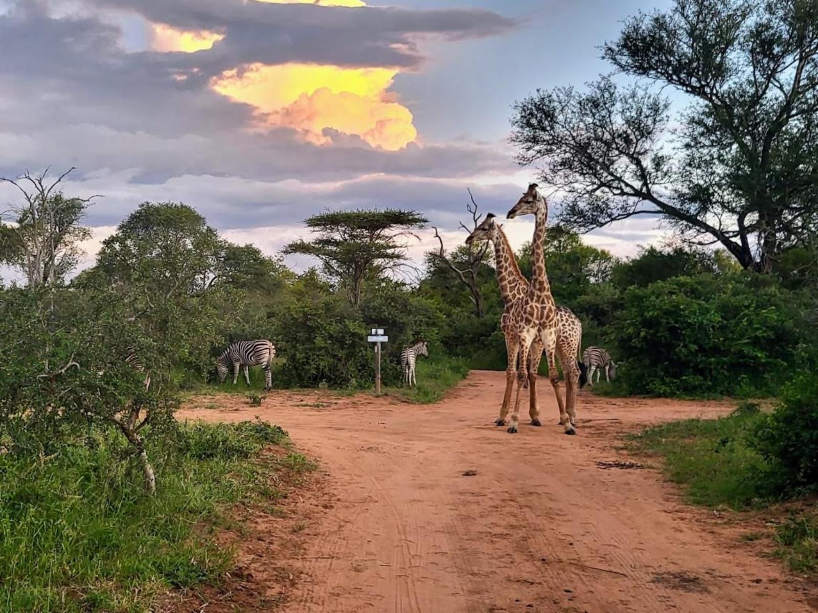 Taaibos Bush Lodge, Giraffe, Mammal, Animal, Herbivore