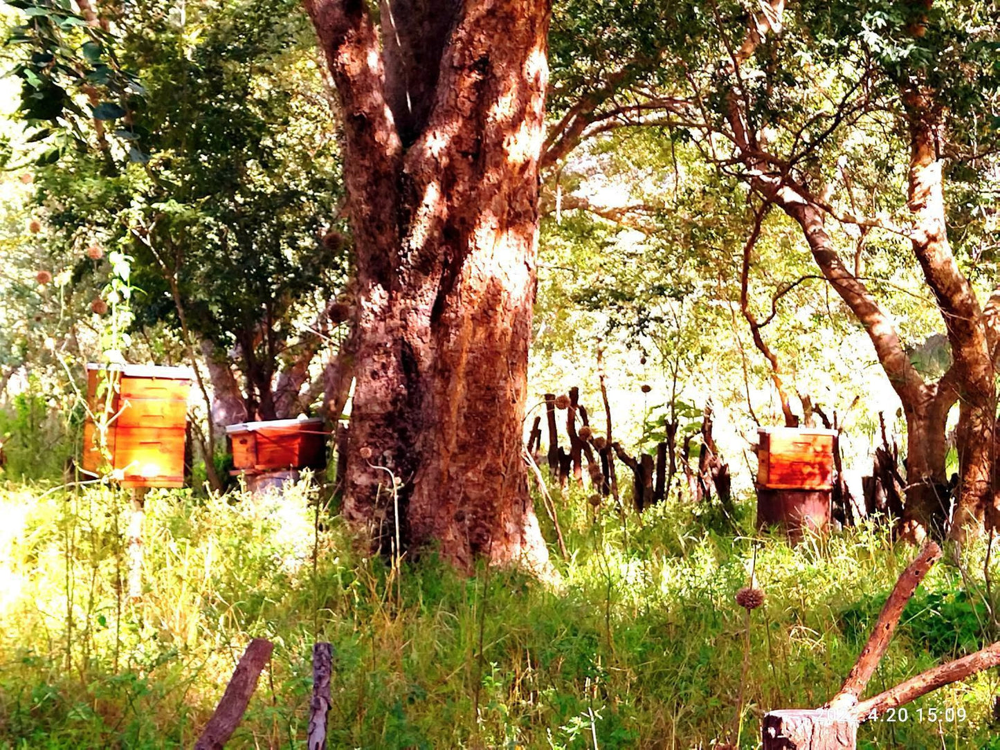 Tafreeh Retreats Kranspoort Mpumalanga South Africa Colorful, Plant, Nature, Tree, Wood