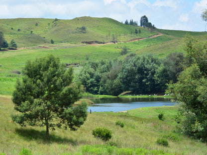 Talbot Trout Farm Machadodorp Mpumalanga South Africa Tree, Plant, Nature, Wood, Highland