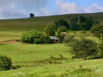 Talbot Trout Farm Machadodorp Mpumalanga South Africa Complementary Colors, Tree, Plant, Nature, Wood, Highland