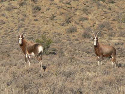 Tamboershoek Beaufort West Western Cape South Africa Sepia Tones, Deer, Mammal, Animal, Herbivore