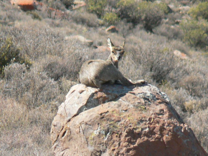 Tamboershoek Beaufort West Western Cape South Africa Animal