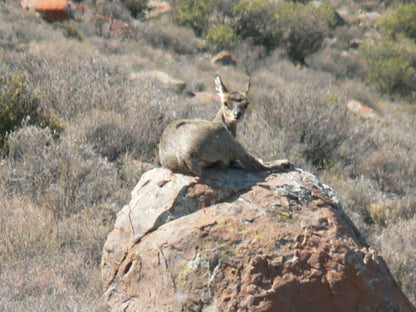 Tamboershoek Beaufort West Western Cape South Africa Animal