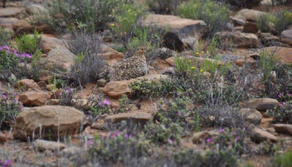 Tamboershoek Beaufort West Western Cape South Africa Unsaturated, Cheetah, Mammal, Animal, Big Cat, Predator