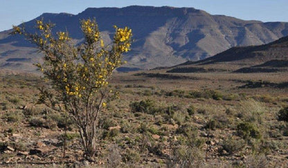 Tamboershoek Beaufort West Western Cape South Africa Cactus, Plant, Nature, Desert, Sand