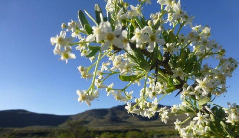 Tamboershoek Beaufort West Western Cape South Africa Complementary Colors, Blossom, Plant, Nature, Flower