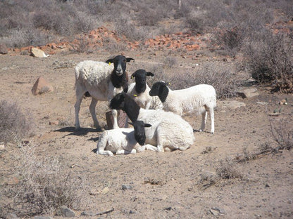 Tamboershoek Beaufort West Western Cape South Africa Unsaturated, Sheep, Mammal, Animal, Agriculture, Farm Animal, Herbivore