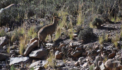 Tamboershoek Beaufort West Western Cape South Africa Unsaturated, Kangaroo, Mammal, Animal, Herbivore