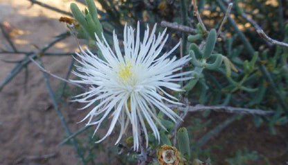 Tamboershoek Beaufort West Western Cape South Africa Blossom, Plant, Nature, Cactus