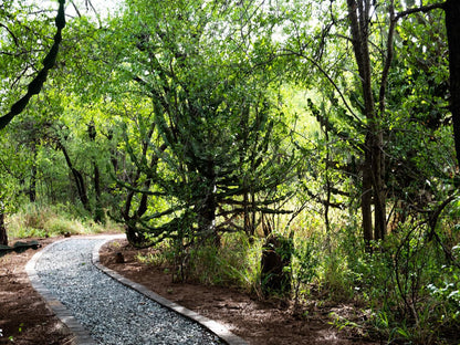 Kubu Metsi Safari Lodge Pilanesberg Game Reserve North West Province South Africa Forest, Nature, Plant, Tree, Wood, Railroad