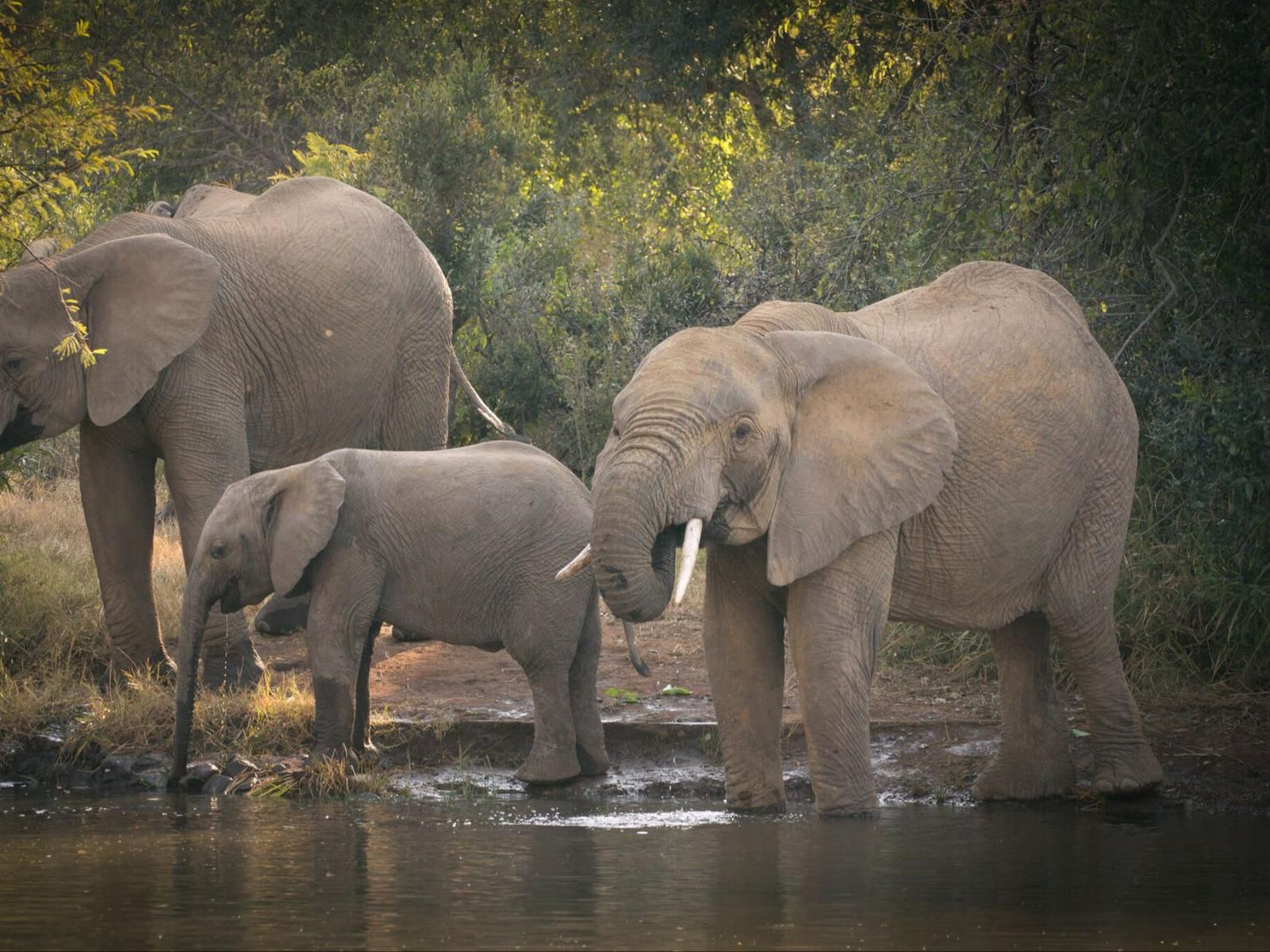 Kubu Metsi Safari Lodge Pilanesberg Game Reserve North West Province South Africa Elephant, Mammal, Animal, Herbivore