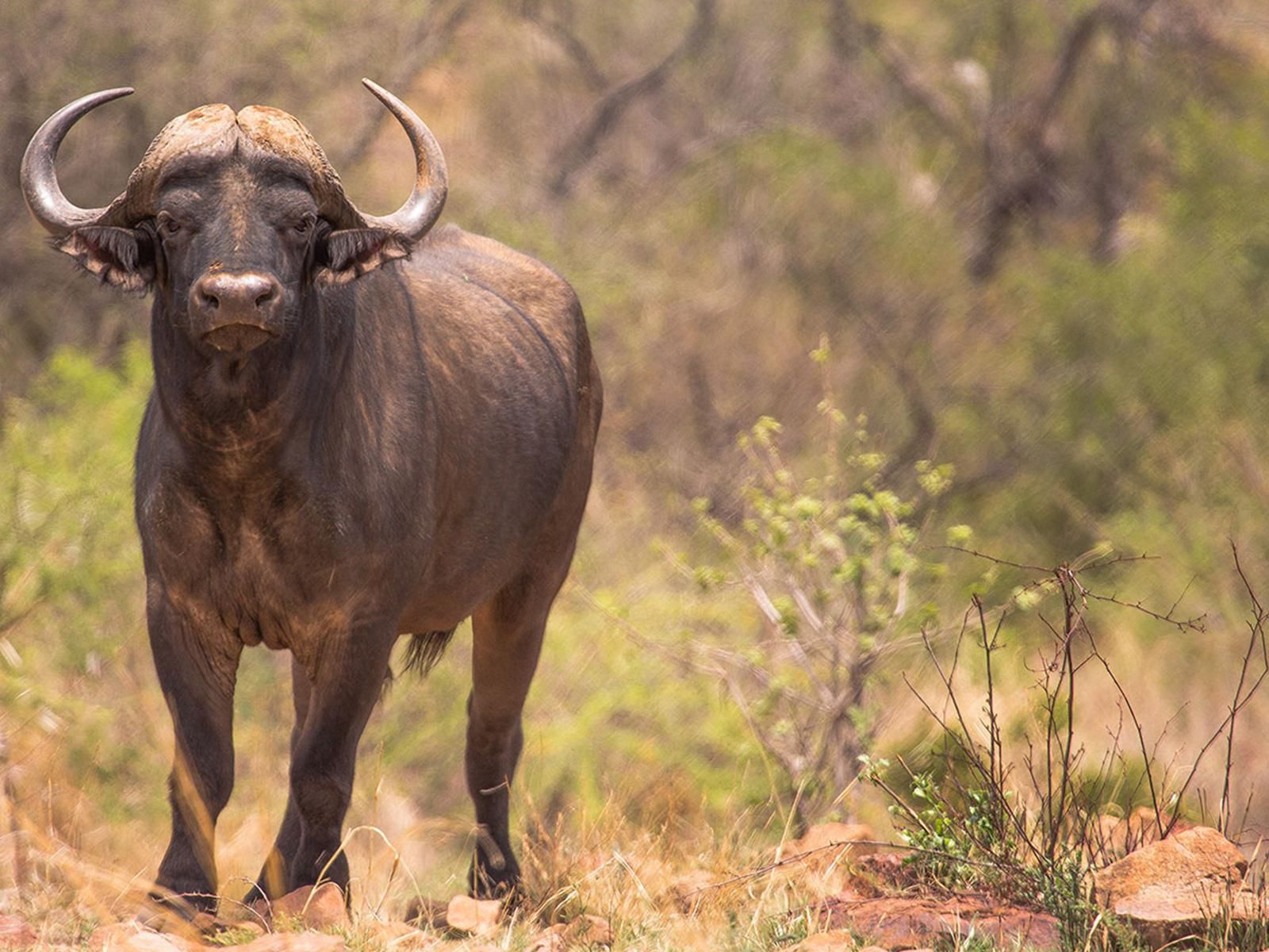 Kubu Metsi Safari Lodge Pilanesberg Game Reserve North West Province South Africa Gnu, Mammal, Animal, Herbivore, Water Buffalo