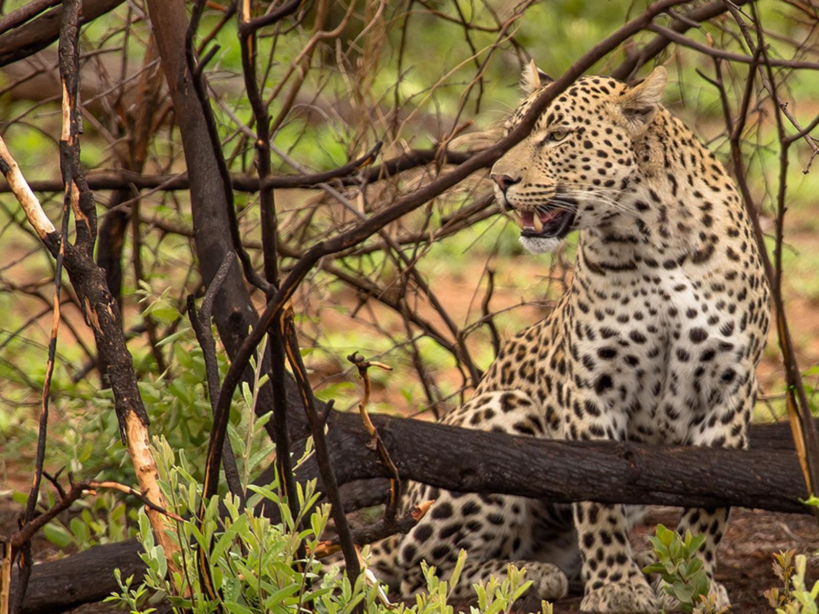Kubu Metsi Safari Lodge Pilanesberg Game Reserve North West Province South Africa Leopard, Mammal, Animal, Big Cat, Predator