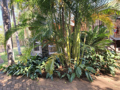 Tamboti House Malelane Mpumalanga South Africa Palm Tree, Plant, Nature, Wood, Garden