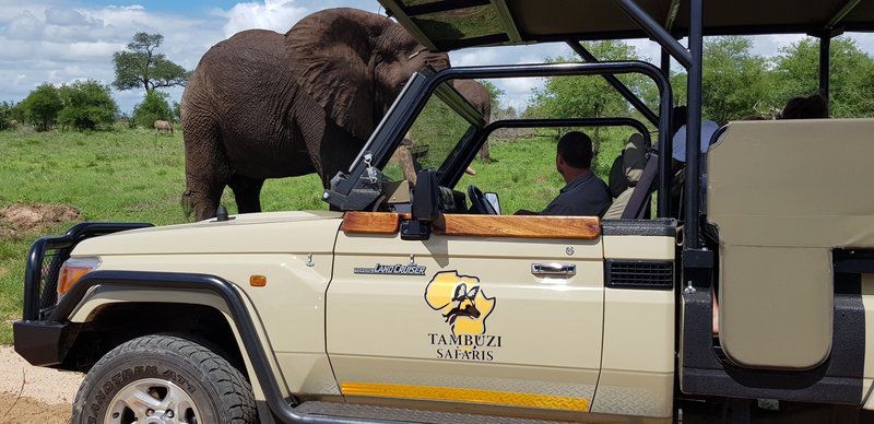 Tambuzi Safaris Balule Nature Reserve Mpumalanga South Africa Elephant, Mammal, Animal, Herbivore