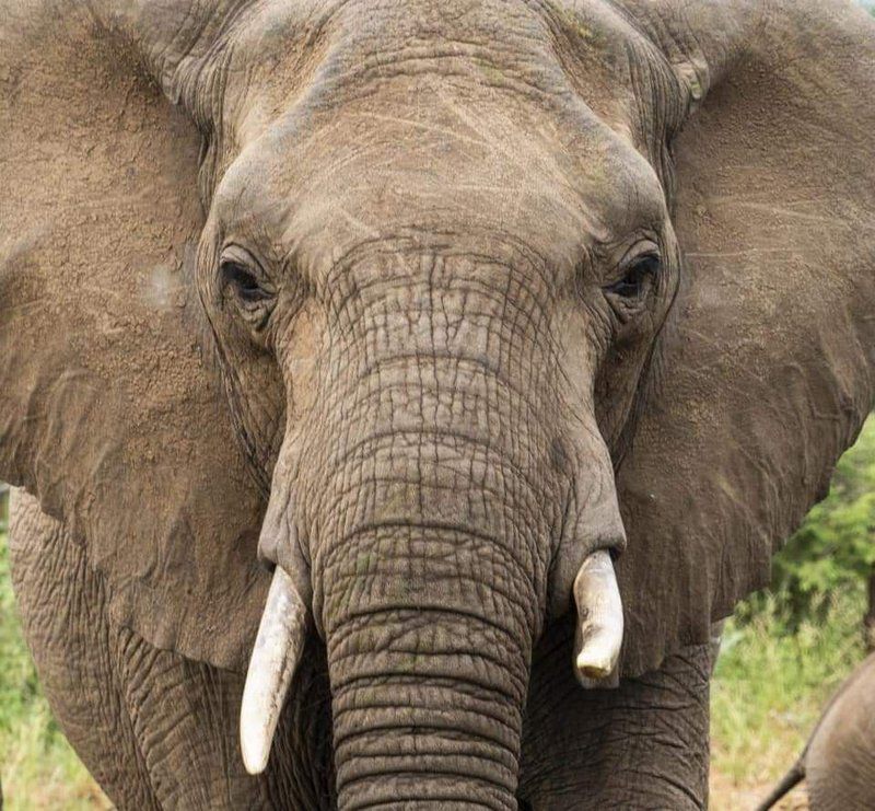 Tambuzi Safaris Balule Nature Reserve Mpumalanga South Africa Sepia Tones, Elephant, Mammal, Animal, Herbivore