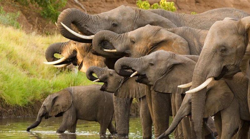 Tambuzi Safaris Balule Nature Reserve Mpumalanga South Africa Sepia Tones, Elephant, Mammal, Animal, Herbivore