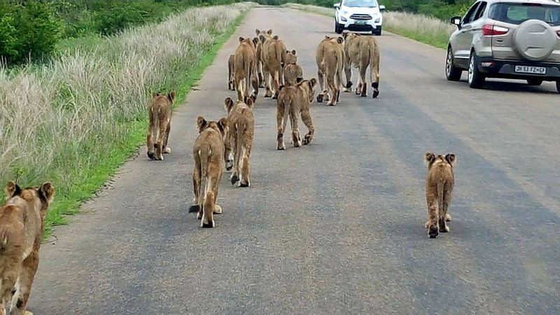 Tambuzi Safaris Balule Nature Reserve Mpumalanga South Africa Dog, Mammal, Animal, Pet, Lion, Big Cat, Predator, Street, Car, Vehicle