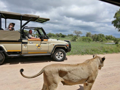 Tambuzi Safaris Balule Nature Reserve Mpumalanga South Africa Lion, Mammal, Animal, Big Cat, Predator