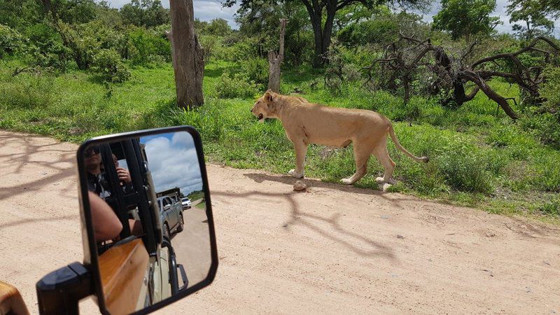 Tambuzi Safaris Balule Nature Reserve Mpumalanga South Africa Lion, Mammal, Animal, Big Cat, Predator