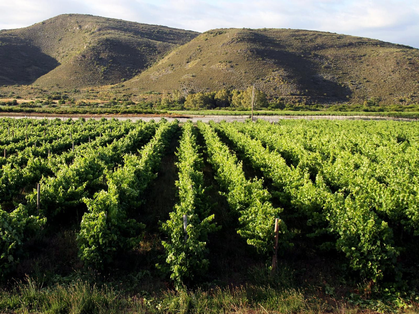 Tanagra Private Cellar Mcgregor Western Cape South Africa Field, Nature, Agriculture, Tree, Plant, Wood