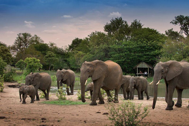 Tanda Tula Safari Camp Timbavati Reserve Mpumalanga South Africa Elephant, Mammal, Animal, Herbivore