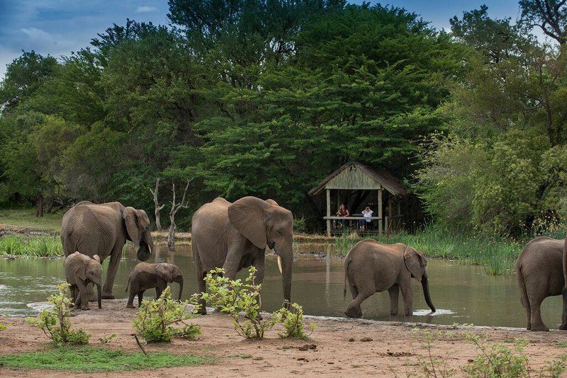 Tanda Tula Safari Camp Timbavati Reserve Mpumalanga South Africa Elephant, Mammal, Animal, Herbivore